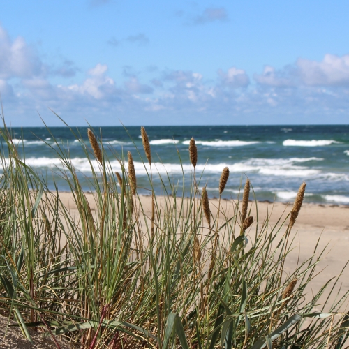 Stranden ved overdrevet